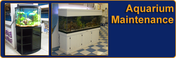 Richmond Aquarium Maintenance, Fish Tank Cleaning