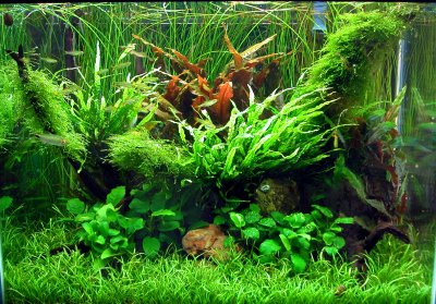 Well Planted Aquarium