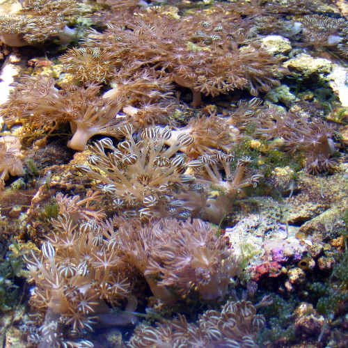 richmond aquarium newsletter