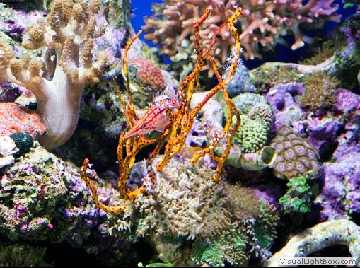 aquarium near richmond va