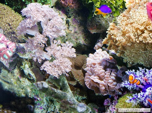 Photo Gallery - Richmond Aquarium Pictures, Fish Tank Photos, VA